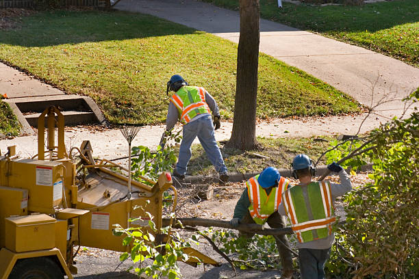 Best Affordable Tree Cutting  in Carbondale, IL